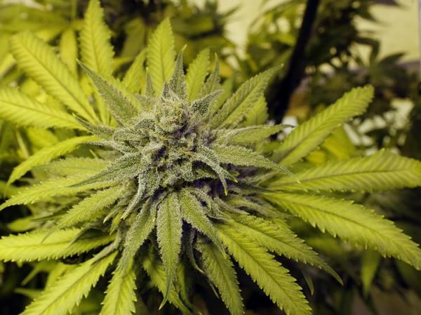 photo of Zimbabwe Legalizes Marijuana For Medical And Scientific Use image