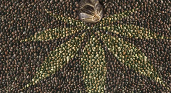 photo of Senate Committee Approves $500,000 in Funding for National Database of Hemp Genetics image