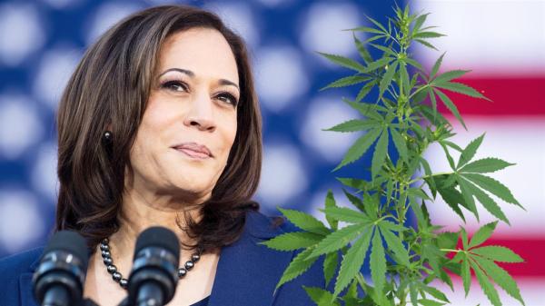 photo of Harris pledges to legalize marijuana as President image