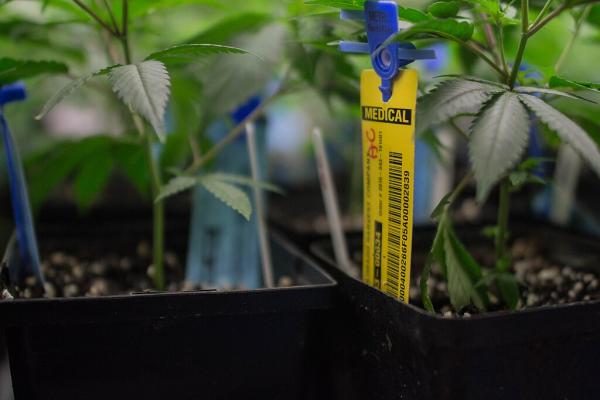 Metrc nets partial win in termination&hellip;