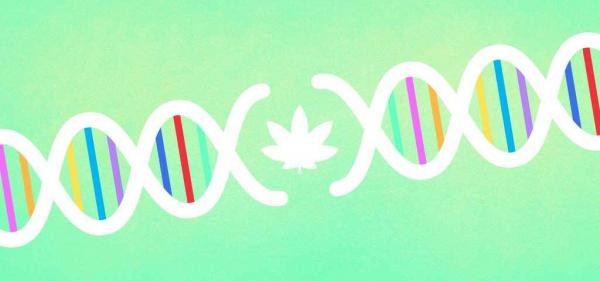 photo of CRISPR Gene Editing Used to Create Mildew-Resistant Cannabis image