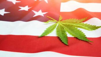 Which States Are Voting on Legalizing…