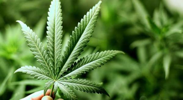 photo of Certain Cannabis Extracts Can Kill Cancer Cells, New Research Shows image