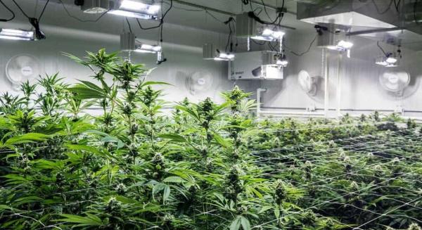 photo of California's Massive Power Shut-Off Is Jeopardizing the State’s Weed Industry image