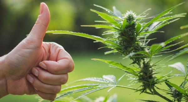 photo of Two-Thirds of All Americans Support Weed Legalization, Another Set of Polls Show image