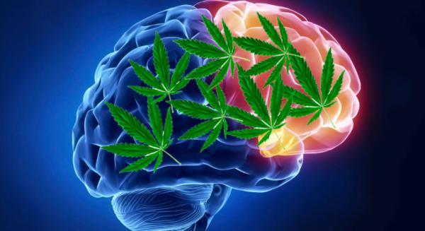 photo of Here’s How Scientists Think Cannabis Can Repair Brain Cells and Improve Memory image