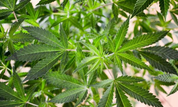 North Dakota Voters Oppose Marijuana…