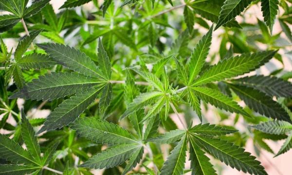 Florida Lawmakers Kill Medical Marijuana…