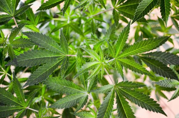 Nevada Bill To Make It So Past Marijuana…