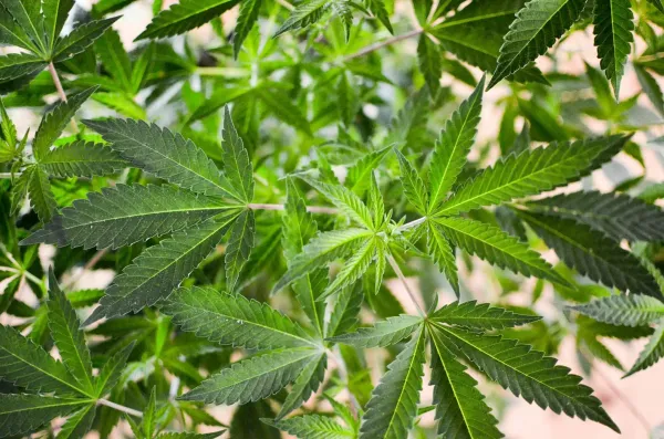 Marijuana Companies Shouldn’t Be&hellip;