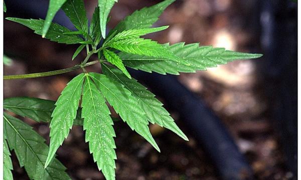 photo of Connecticut Lawmakers Debate Bill To Let Police Stop Pull Over Drivers For Marijuana Consumption image