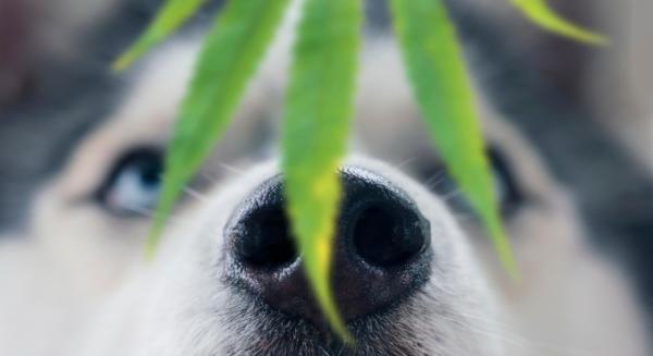 photo of CBD Helps Treat Osteoarthritis and Increase Mobility in Dogs, Study Finds image