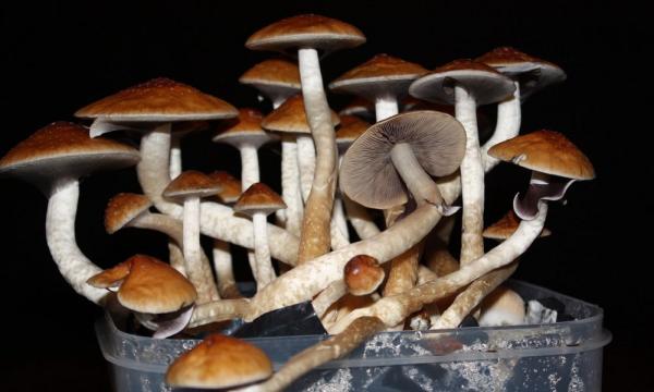 photo of New Washington Ballot Measure Would Legalize Psychedelic Plants And Fungi image