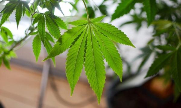 Marijuana Legalization In New Hampshire…