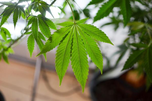 Nebraska Medical Cannabis Commission…