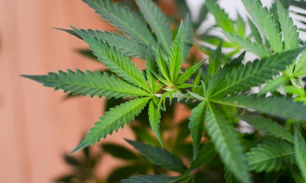 photo of Kansas House Approves Medical Marijuana Legalization Bill image