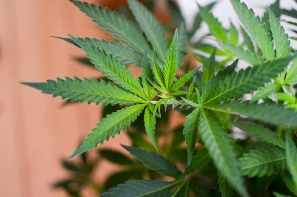 Wisconsin Will Legalize Marijuana If…