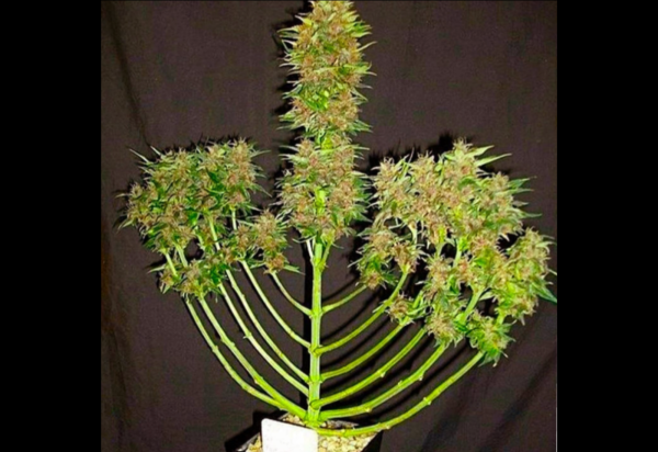 photo of Happy Holidays from the Canna Law Blog image