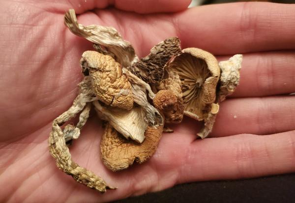 photo of Psilocybin therapy 4 times more effective than antidepressants: study image
