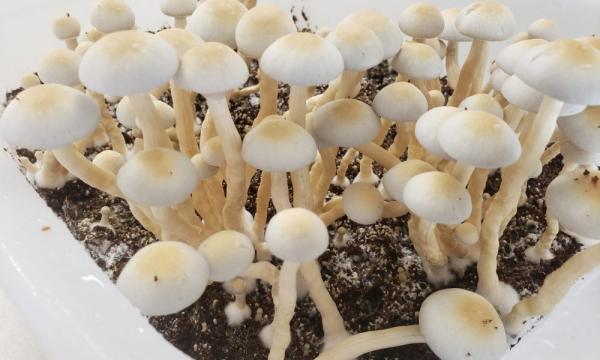 photo of Massachusetts Psychedelics Legalization Campaign Seeks To Build On Lessons Learned In Oregon And Colorado image