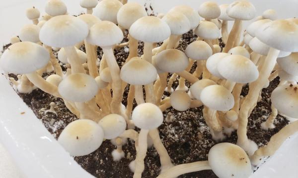 Psilocybin Use Has ‘Surged’ But Federal…