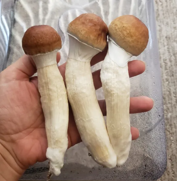 photo of Oregon Officials Propose Major Fee Hike For Psilocybin Businesses image