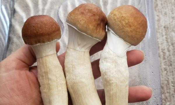 photo of New Jersey Senate Panel Approves Psilocybin Therapy Legalization Bill image