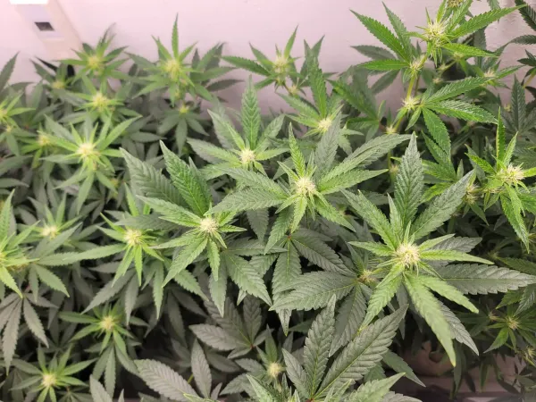 DEA Releases Full Marijuana…