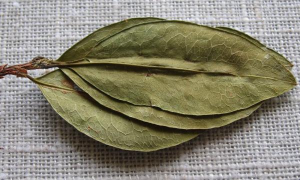 photo of World Health Organization Review Could Lead To International Rescheduling Of Coca Leaves image