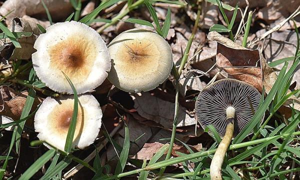 Connecticut House Passes Psilocybin…