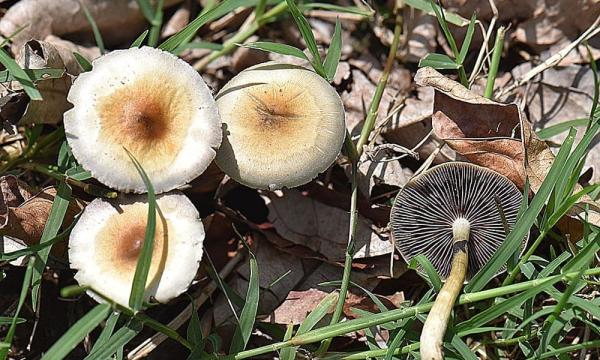 Doctor Seeking To Reschedule Psilocybin…