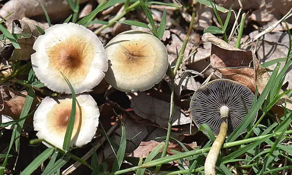 A Single Dose Of Psilocybin Can Lead To…