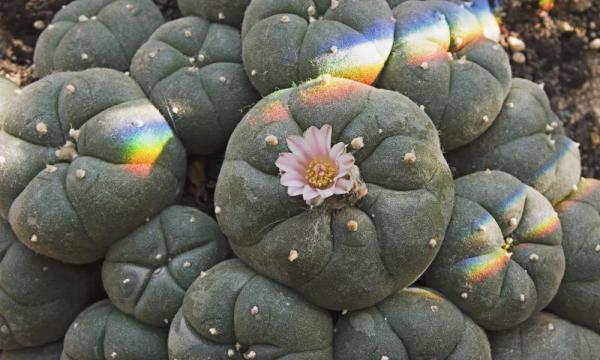 photo of Santa Cruz Removes Peyote And Other Mescaline-Containing Cacti From Psychedelics Decriminalization Law image