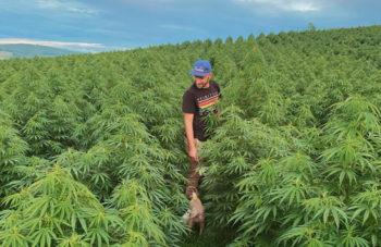 photo of America Must Protect Its Craft Hemp And Cannabis Growers. Here’s Why. image