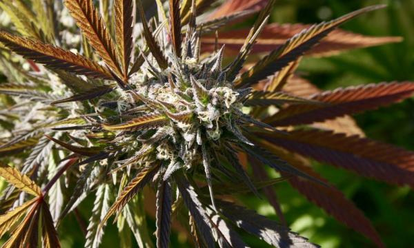 South Dakota Voters Reject Marijuana…