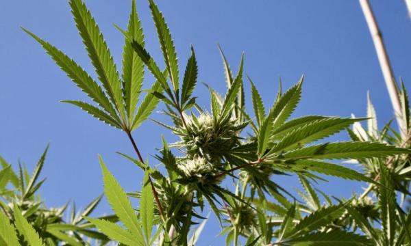 photo of Bipartisan Pennsylvania Lawmakers Announce New Plan To Legalize Marijuana This Year image