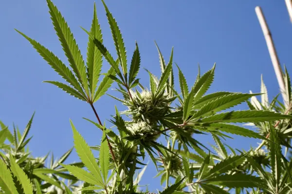 Hawaii Officials Defend Hemp Crackdown…