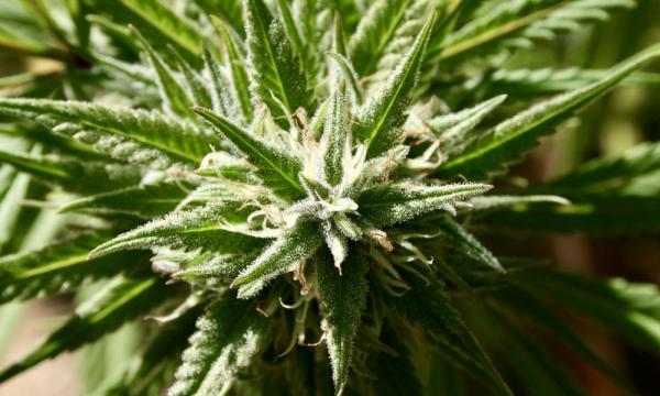 Congressional Committee Will Vote On Protecting State Marijuana Programs From Federal Interference On Tuesday