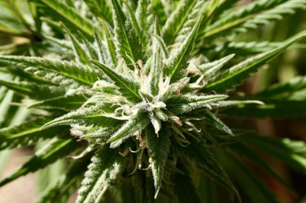Top Marijuana Advocacy Group Says…