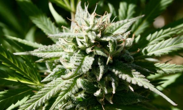photo of DEA Backs White House Plan To Streamline Research On Marijuana, Psychedelics And Other Schedule I Drugs image
