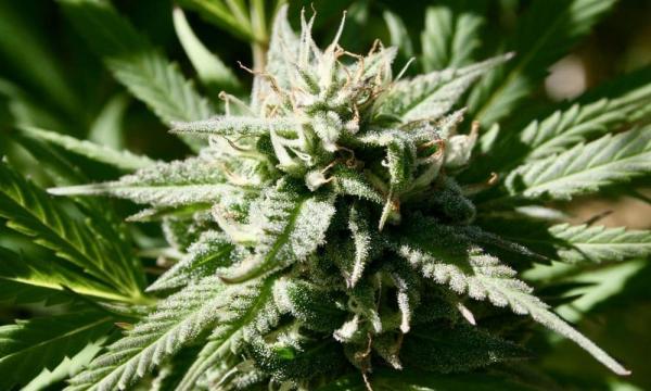 Pennsylvania GOP Senator Says Marijuana…