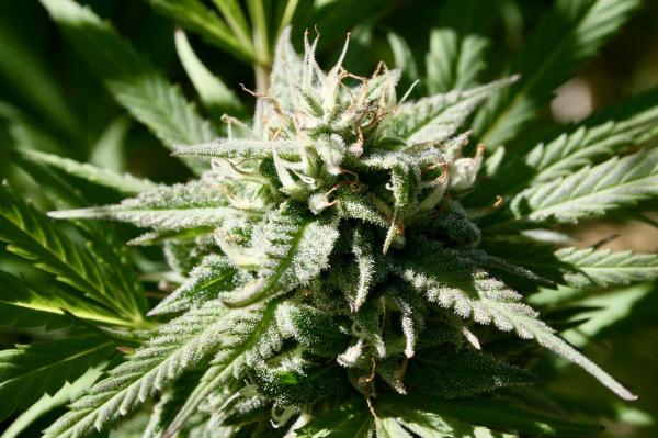 DEA Says Marijuana Rescheduling Process…