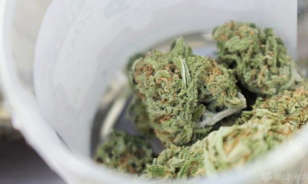 Oregon Marijuana Businesses Could…