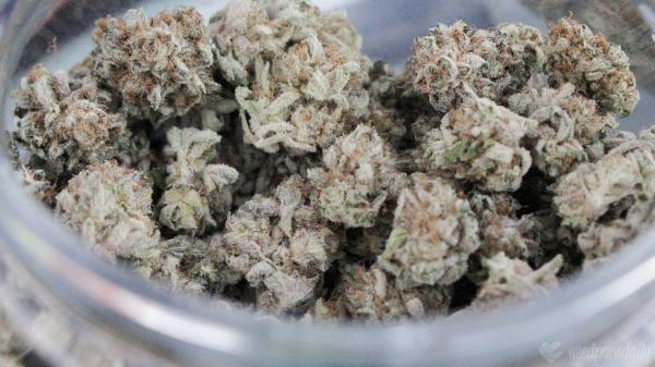 Missouri Marijuana Officials Are…