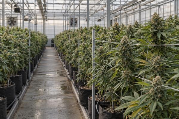 Cresco Labs puts three restructuring&hellip;