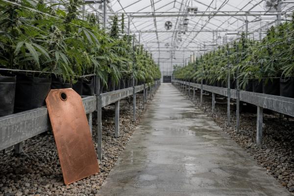 Curaleaf Holdings plans Aurora bid&hellip;