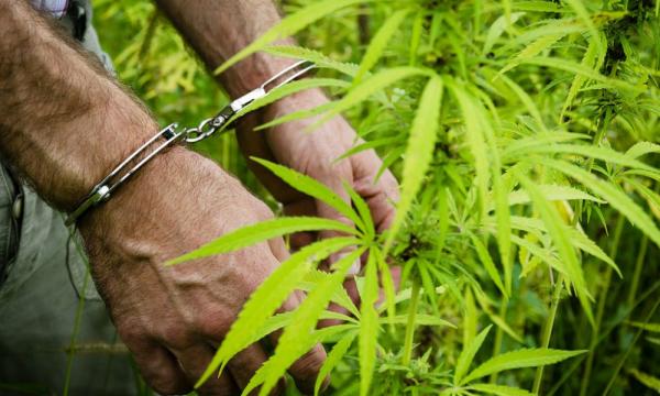 DEA Fails To Release Updated Marijuana…