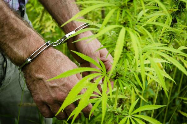 photo of DEA Releases New Data On Marijuana Enforcement, Tracking ‘Chinese Grows’ For The First Time image