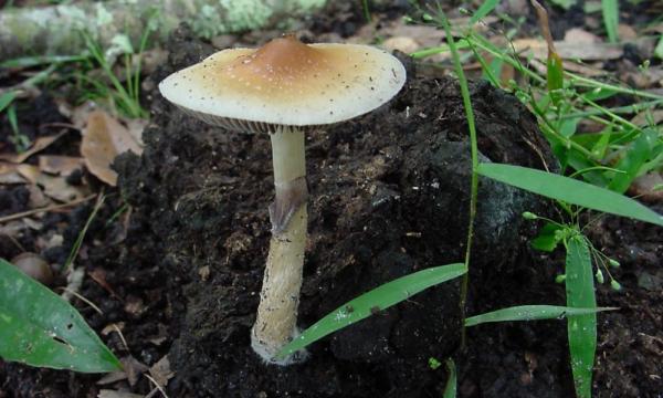 photo of Colorado Lawmakers Approve Bill Allowing Doctors To Prescribe Psilocybin After Federal Approval image