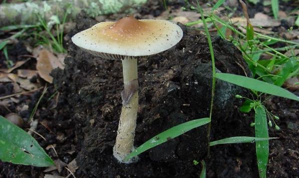 Single Dose Of Psilocybin Provided…